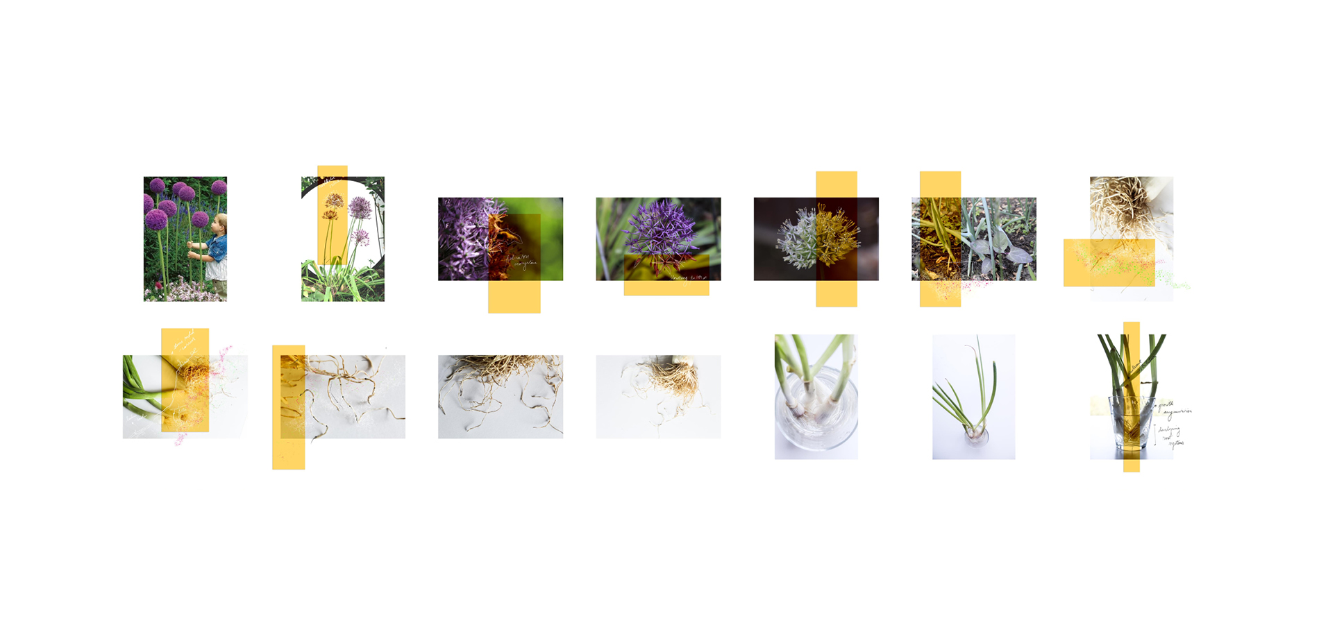 Material Taxonomy: Allium